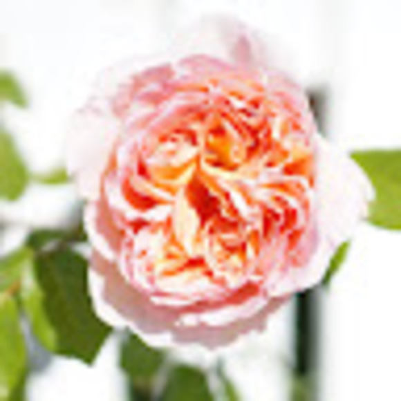 Meet your Posher, Caity - Picture 1 of 1